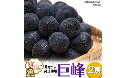 巨峰 ２房【2026年8月より発送開始】 （茨城県共通返礼品 [ぶどう]：結城市産） 田舎の頑固おやじが厳選！ [BI202-NT]