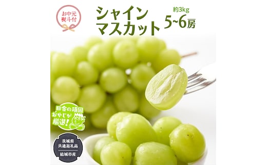 【お中元 熨斗付】 シャインマスカット 約3kg 5〜6房 【2026年7月より発送開始】 （茨城県共通返礼品 [ぶどう]：結城市産） 田舎の頑固おやじが厳選！ マスカット 種なし 高糖度 ギフト お中元 甘い 美味しい フルーツ [BI264-NT]