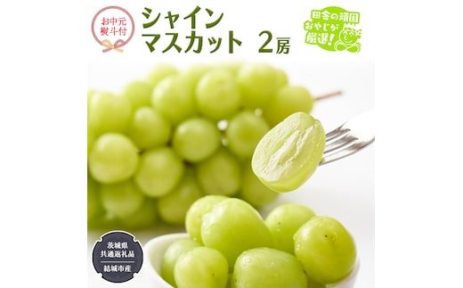 【お中元 熨斗付】 シャインマスカット 2房 【2026年7月から発送開始】 （茨城県共通返礼品 [ぶどう]：結城市産） 田舎の頑固おやじが厳選！ マスカット 種なし 高糖度 ギフト お中元 甘い 美味しい フルーツ ぶどう [BI266-NT]
