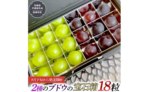 2種類 の ブドウ の 宝石箱 18粒 【2026年8月下旬から発送開始】 （茨城県共通返礼品 [ぶどう]：結城市産） 田舎の頑固おやじが厳選！ 巨峰 ピオーネ マスカット ぶどう フルーツ 果物 [BI329-NT]
