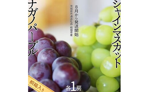 【 桐箱入り 】 シャインマスカット 1房 と ナガノパープル 1房 【2026年8月から発送開始】（茨城県共通返礼品 [ぶどう]：結城市産） 果物 フルーツ マスカット ぶどう ギフト 贈答 プレゼント 桐箱 [BI340-NT]