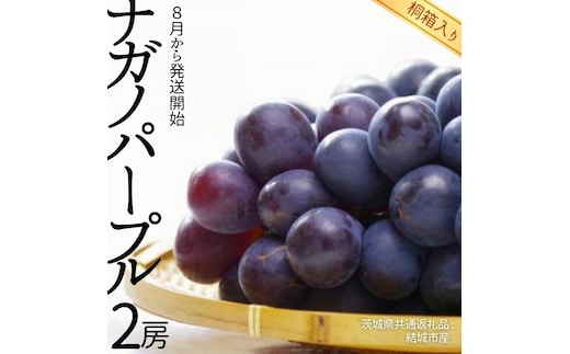 【 桐箱入り 】 ナガノパープル 2房 【2026年8月から発送開始】（茨城県共通返礼品 [ぶどう]：結城市産） 果物 フルーツ マスカット ぶどう ギフト 贈答 プレゼント 桐箱 [BI339-NT]