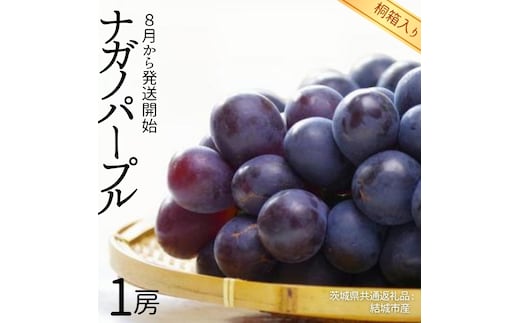 【 桐箱入り 】 ナガノパープル 1房 【2026年8月から発送開始】（茨城県共通返礼品 [ぶどう]：結城市産） 果物 フルーツ マスカット ぶどう ギフト 贈答 プレゼント 桐箱 [BI338-NT]
