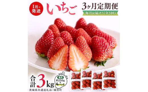 【 定期便 】 合計3kgお届け いちご の3ヶ月連続お届け便 （1回：250g×4パック）×3回 【1月から発送開始】（茨城県共通返礼品 [いちご]：城里町産） 果物 フルーツ イチゴ 苺 白いちご 白苺 とちおとめ 白いちご 紅ほっぺ やよいひめ 定期便 [BI346-NT]