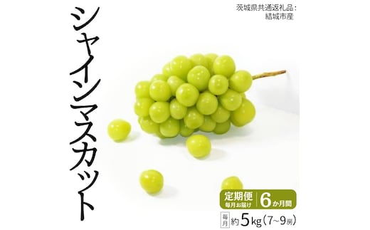 【定期便】 シャインマスカット 7～9房(約5kg) × ６か月連続お届け！ 【2026年8月から発送開始】 （茨城県共通返礼品 [ぶどう]：結城市産） 定期便 毎月 シャインマスカット マスカット ぶどう ブドウ フルーツ 果物 [BI364-NT]