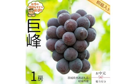 【 お中元 熨斗 付 】【 桐箱入り 】巨峰1房 【2026年8月より発送開始】（茨城県共通返礼品 [ぶどう]：結城市産） 巨峰 ぶどう 果物 フルーツ 季節 旬 [BI402-NT]
