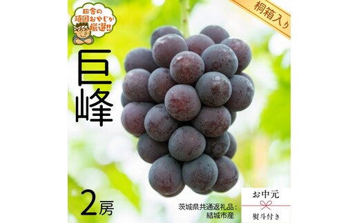【 お中元 熨斗 付 】【 桐箱入り 】 巨峰2房 【2026年8月より発送開始】（茨城県共通返礼品 [ぶどう]：結城市産） 巨峰 ぶどう 果物 フルーツ 季節 旬 [BI405-NT]