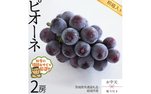 【 お中元 熨斗 付 】【 桐箱入り 】 ピオーネ2房 【2026年8月より発送開始】（茨城県共通返礼品 [ぶどう]：結城市産） ピオーネ ぶどう 果物 フルーツ 季節 旬 [BI407-NT]