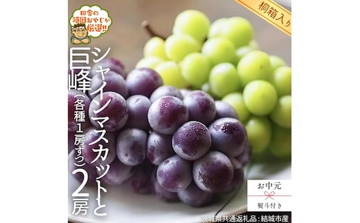 【 お中元 熨斗 付 】【 桐箱入り 】 シャインマスカットと巨峰（各種1房ずつ） 【2026年8月より発送開始】 （茨城県共通返礼品 [ぶどう]：結城市産） シャインマスカット 巨峰 ぶどう 果物 フルーツ 季節 旬 [BI408-NT]