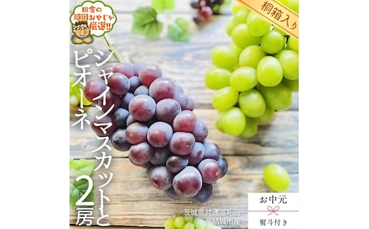 【 お中元 熨斗 付 】【 桐箱入り 】 シャインマスカットとピオーネ （各種1房ずつ）【2026年8月より発送開始】（茨城県共通返礼品 [ぶどう]：結城市産） シャインマスカット ピオーネ ぶどう 果物 フルーツ 季節 旬 [BI409-NT]