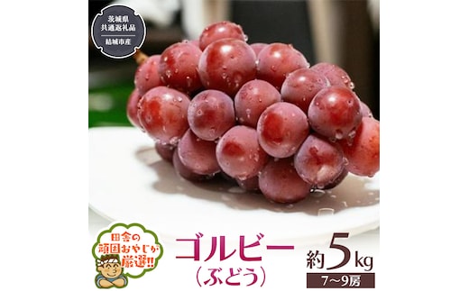ゴルビー （ ぶどう ） 約5キロ（7～9房）【2026年9月から発送開始】 （茨城県共通返礼品 [ぶどう]：結城市産） ぶどう ゴルビー 果物 フルーツ 季節 旬 [BI390-NT]