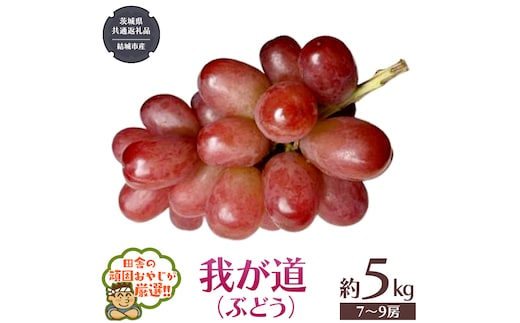 我が道 （ ぶどう ） 約5キロ（7～9房）【2026年9月から発送開始】 （茨城県共通返礼品 [ぶどう]：結城市産） ぶどう 我が道 果物 フルーツ 季節 旬 [BI391-NT]
