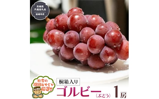 【 桐箱入り 】ゴルビー （ ぶどう ） 1房 【2026年9月から発送開始】（茨城県共通返礼品 [ぶどう]：結城市産） ぶどう ゴルビー 果物 フルーツ 季節 旬 [BI392-NT]