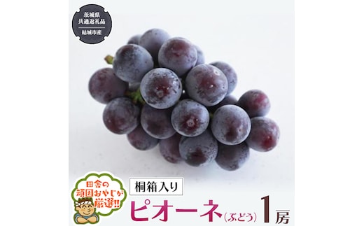 【 桐箱入り 】ピオーネ（ ぶどう ） 1房 【2026年8月から発送開始】（茨城県共通返礼品 [ぶどう]：結城市産） ぶどう ピオーネ 果物 フルーツ 季節 旬 [BI393-NT]