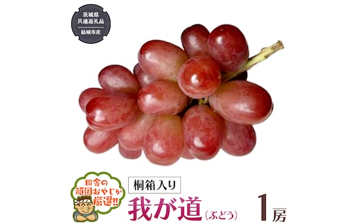 【 桐箱入り 】我が道 （ ぶどう ） 1房 【2026年9月から発送開始】（茨城県共通返礼品 [ぶどう]：結城市産） ぶどう 我が道 果物 フルーツ 季節 旬 [BI394-NT]