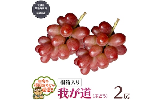 【 桐箱入り 】我が道 （ ぶどう ） 2房 【2026年9月から発送開始】（茨城県共通返礼品 [ぶどう]：結城市産） ぶどう 我が道 果物 フルーツ 季節 旬 [BI395-NT]