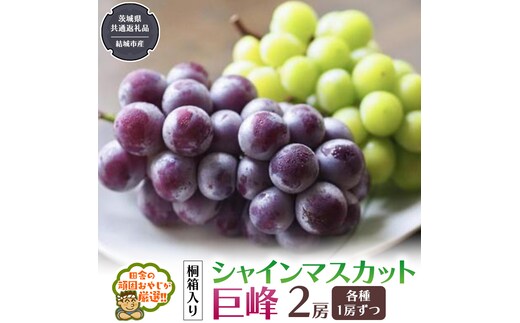 【 桐箱入り 】 シャインマスカッ トと 巨峰 （各種1房ずつ） 【2026年8月から発送開始】（茨城県共通返礼品 [ぶどう]：結城市産） シャインマスカット 巨峰 ぶどう 果物 フルーツ 季節 旬 [BI396-NT]