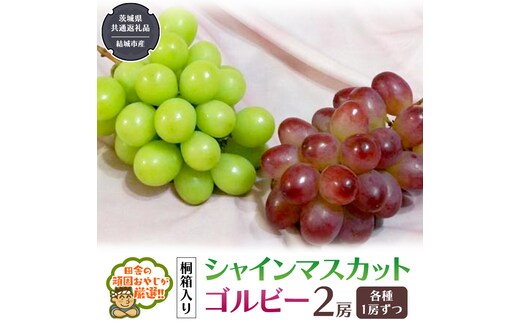 【 桐箱入り 】 シャインマスカット と ゴルビー （各種1房ずつ） 【2026年9月から発送開始】（茨城県共通返礼品 [ぶどう]：結城市産） シャインマスカット ゴルビー ぶどう 果物 フルーツ 季節 旬 [BI397-NT]