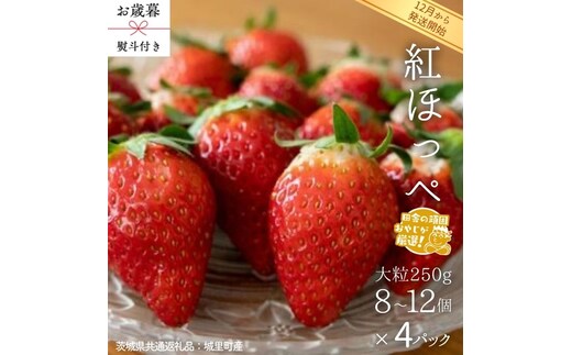 【 お歳暮 熨斗付 】紅ほっぺ〈いちご〉 大粒 250g（8～12粒）×4パック【2026年12月から発送開始】（茨城県共通返礼品 [いちご]：城里町産） いちご 苺 イチゴ 紅ほっぺ [BI372-NT]