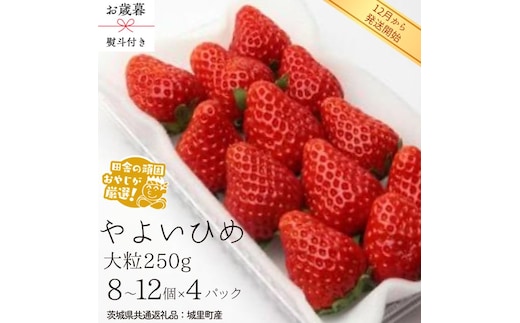 【 お歳暮 熨斗付 】やよいひめ〈いちご〉大粒 250g（8～12粒）×4パック【2026年12月から発送開始】（茨城県共通返礼品 [いちご]：城里町産） いちご 苺 イチゴ やよいひめ [BI373-NT]