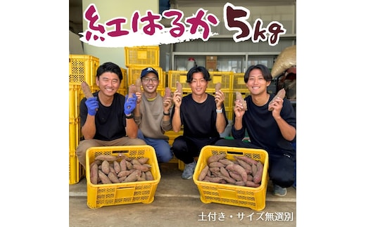 茨城県産 さつまいも 紅はるか 5kg （ 土付き サイズ無選別 ）【2026年11月頃から発送開始】 べにはるか いも 茨城 甘い おいしい 美味しい 訳あり 規格外 不揃い [ED01-NT]
