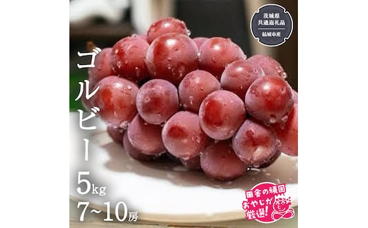 ゴルビー 5kg (7～10房) 【2026年9月より発送開始】（茨城県共通返礼品 [ぶどう]：結城市産） ぶどう ブドウ 葡萄 果物 フルーツ 茨城県産 [BI422-NT]