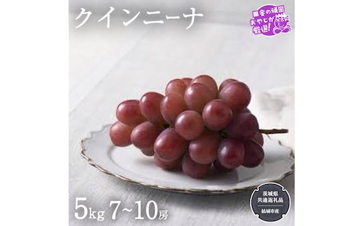 クインニーナ 5kg（7〜10房）【2026年9月より発送開始】（茨城県共通返礼品 [ぶどう]：結城市産） ぶどう ブドウ 葡萄 果物 フルーツ 茨城県産 [BI424-NT]