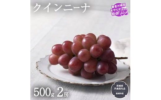 クインニーナ 500g×2房【2026年9月より発送開始】（茨城県共通返礼品 [ぶどう]：結城市産） ぶどう ブドウ 葡萄 果物 フルーツ 茨城県産 [BI425-NT]