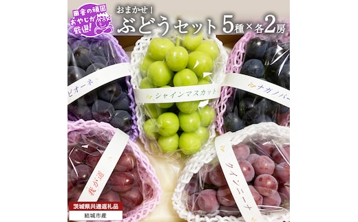おまかせ！ ぶどう セット 5品種×各2房【2026年9月より発送開始】（茨城県共通返礼品 [ぶどう]：結城市産） ぶどう ブドウ 葡萄 果物 フルーツ 茨城県産 [BI426-NT]