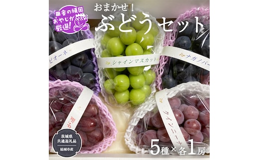 おまかせ！ ぶどう セット 5品種×各1房【2026年9月より発送開始】（茨城県共通返礼品 [ぶどう]：結城市産） ぶどう ブドウ 葡萄 果物 フルーツ 茨城県産 [BI427-NT]