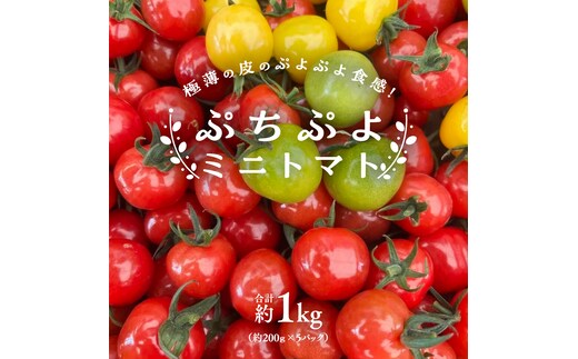 プチぷよ ミニトマト 合計 約1kg （約200g × 5パック） トマト ミニトマト プチぷよ 新鮮 美味しい 野菜 [J008-NT]