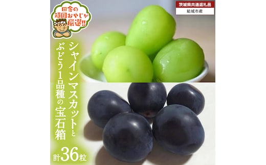 「粒々ぶどう36粒」 シャインマスカット と ぶどう1品種の宝石箱【2026年8月より発送開始】（茨城県共通返礼品 [ぶどう]：結城市産） ぶどう ブドウ 葡萄 果物 フルーツ 茨城県産 [BI443-NT]
