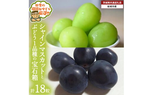 「粒々ぶどう18粒」 シャインマスカット と ぶどう 1品種の宝石箱【2026年8月より発送開始】（茨城県共通返礼品 [ぶどう]：結城市産） ぶどう ブドウ 葡萄 果物 フルーツ 茨城県産 [BI446-NT]