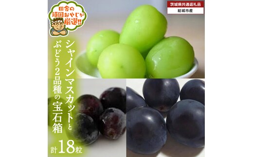 「粒々ぶどう18粒」 シャインマスカット と ぶどう 2品種の宝石箱【2026年8月より発送開始】（茨城県共通返礼品 [ぶどう]：結城市産） ぶどう ブドウ 葡萄 果物 フルーツ 茨城県産 [BI447-NT]
