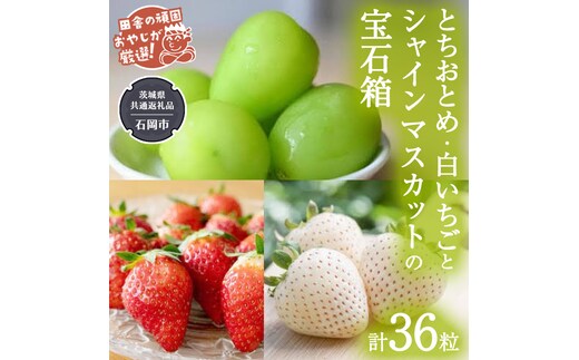 【2026年12月より発送開始】「粒々いちご36粒」とちおとめと白いちごとシャインマスカットの宝石箱（茨城県共通返礼品 [いちご]：城里町産 [ぶどう]：結城市） 詰め合わせ 果物 フルーツ 茨城県産 [BI448-NT]