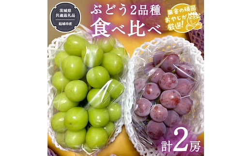 ぶどう 2品種 食べ比べ（各１房ずつ）【2026年8月より発送開始】（茨城県共通返礼品 [ぶどう]：結城市産） 詰め合わせ 果物 フルーツ 茨城県産 [BI450-NT]