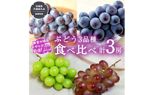 ぶどう 3品種 食べ比べ（各１房ずつ）【2026年8月より発送開始】（茨城県共通返礼品 [ぶどう]：結城市産） 詰め合わせ 果物 フルーツ 茨城県産 [BI451-NT]