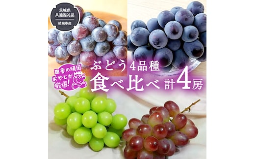 ぶどう 4品種 食べ比べ（各１房ずつ）【2026年8月より発送開始】（茨城県共通返礼品 [ぶどう]：結城市産） ブドウ 葡萄 果物 フルーツ 茨城県産 [BI452-NT]