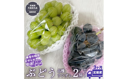 【定期便】ぶどう 品種ランダム2房セット【2026年8月から3か月連続で発送】（茨城県共通返礼品 [ぶどう]：結城市産） ブドウ 葡萄 果物 フルーツ 茨城県産 [BI432-NT]