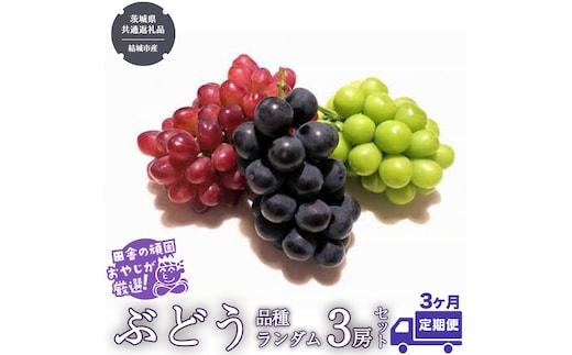 【定期便】ぶどう 品種ランダム3房セット【2026年8月から3か月連続で発送】（茨城県共通返礼品 [ぶどう]：結城市産） ブドウ 葡萄 果物 フルーツ 茨城県産 [BI433-NT]