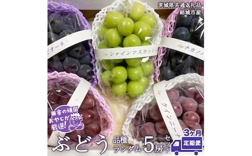 【定期便】ぶどう 品種ランダム5房セット【2026年8月から3か月連続で発送】（茨城県共通返礼品 [ぶどう]：結城市産） ブドウ 葡萄 果物 フルーツ 茨城県産 [BI434-NT]