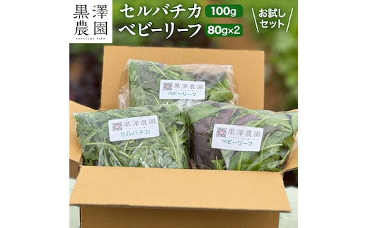 セルバチカ (ワイルドルッコラ) 100g と ベビーリーフ (80g × 2パック) の 黒澤農園 お試しセット ベビーリーフサラダ 生野菜 食べやすい 若葉 ファミリー 旬 新鮮 国産 彩り サラダ さらだ ルッコラ ハーブ 新鮮 国産 辛い セルバチコ ベビーリーフ イタリア野菜 イタリア料理 イタリアン パスタ 高級 トッピング 大容量 たっぷり 味見 [DS07-NT]