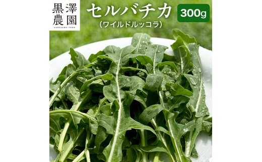 つくばみらい市 で栽培した セルバチカ ( ワイルドルッコラ ) 300g サラダ さらだ ルッコラ ハーブ 新鮮 国産 辛い セルバチコ ベビーリーフ イタリア野菜 イタリア料理 イタリアン パスタ 高級 トッピング 大容量 たっぷり [DS08-NT]