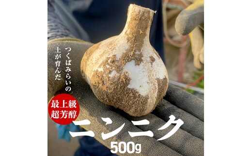 【先行予約】超芳醇 つくばみらいの土が育んだ 最上級ニンニク 500g つくばみらい市（2026年6月より発送開始） ニンニク 新ニンニク 茨城県産 国産 無化学肥料 農薬不使用 化学肥料不使用 [FA01-NT]