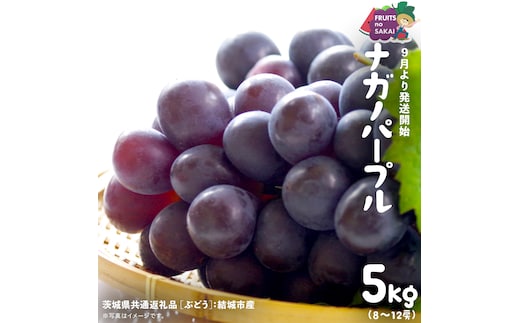 ナガノパープル 5kg （8～12房）【2026年9月より発送開始】（茨城県共通返礼品 [ぶどう]：結城市産） 葡萄 黒ぶどう 旬 お取り寄せ フルーツ 希少品種 デザート [FC04-NT]