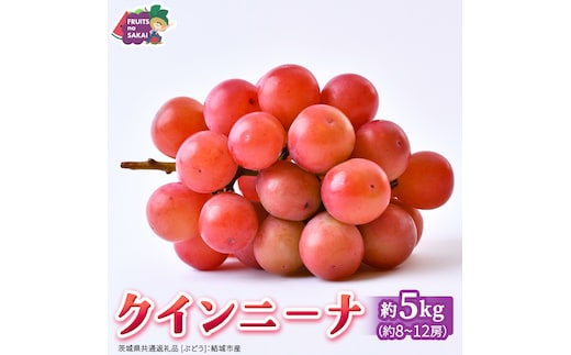クインニーナ 5kg （8～12房）【2026年9月より発送開始】（茨城県共通返礼品 [ぶどう]：結城市産） 葡萄 赤ぶどう 旬 お取り寄せ フルーツ 甘い 希少品種 デザート [FC02-NT]