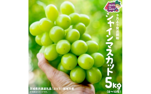 シャインマスカット 5kg （8～12房）【2025年9月より発送開始】（茨城県共通返礼品 [ぶどう]：結城市産） 葡萄 マスカット 旬 お取り寄せ フルーツ 種なし 皮ごと 甘い デザート [FC01-NT]