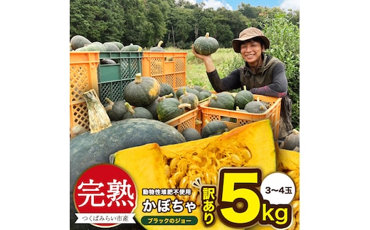 【 訳アリ 】完熟かぼちゃ ブラックのジョー 5kg（3～4玉） かぼちゃ 生かぼちゃ ほくほく ねっとり 甘い 国産 茨城県産 訳アリ お取り寄せ 野菜 国産 ［FA19-NT］