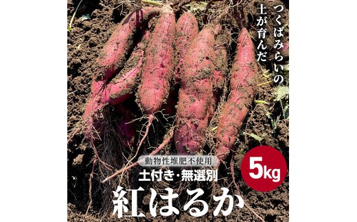 茨城県産 紅はるか 5kg 土付き 無選別 熟成 さつまいも 生芋 芋 サツマイモ 甘い 焼き芋 スイートポテト ねっとり つくばみらい市 茨城県産 [FA03-NT]