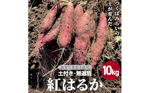 茨城県産 紅はるか 10kg 土付き 無選別 熟成 さつまいも 生芋 芋 サツマイモ 甘い 焼き芋 スイートポテト ねっとり つくばみらい市 茨城県産 [FA04-NT]